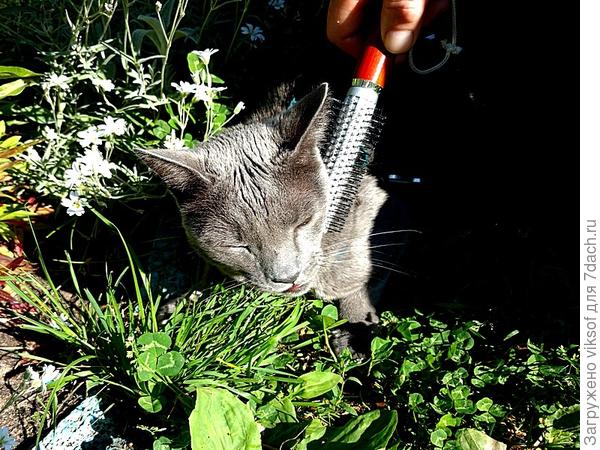 А как же без чесания - надо блеск шкурке придать, лоск опять-таки...