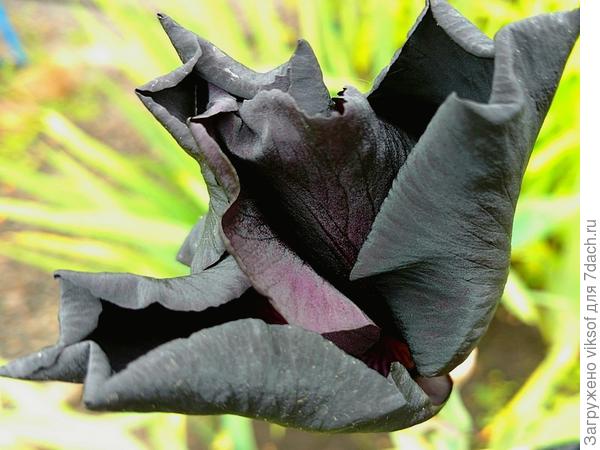 первое утро черного красавца