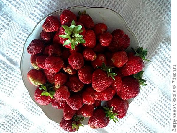 Сорт - подружка Ниночка дала...но крупные и тоже вкусные, хоть эти уже не первые