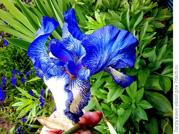 А этот красавец пока радовал только в прошлом году, в этом сезоне отдыхал