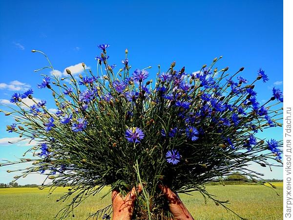 белорусские васильки - прополола пол поля