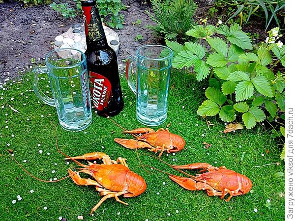 Раки не спешат