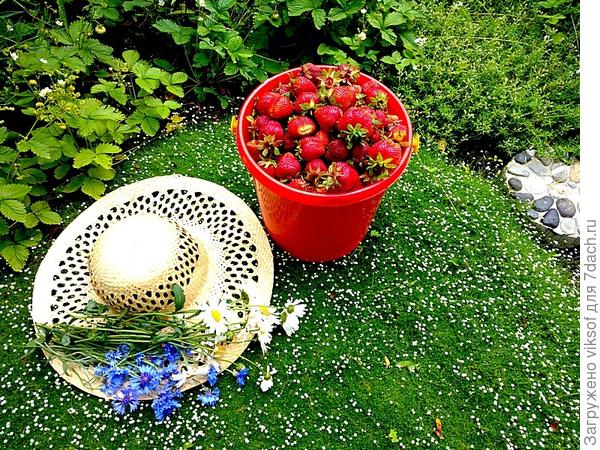 И клубника в этом году не подвела - всегда вкусный и свежий десерт будет