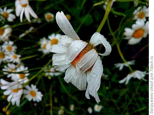 Обиделась на дождь