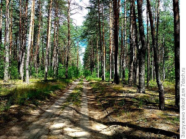 А у нас сосновый бор, по этой дороге сегодня училась ездить на велосипеде