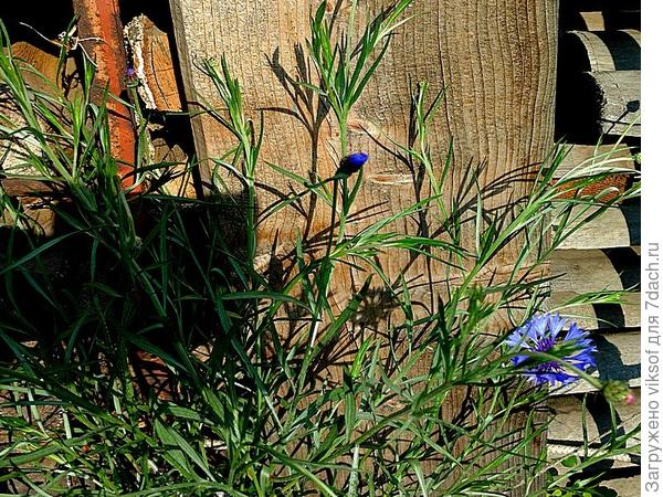 Вот возле дров расцветают, так что в личку пишите свои адреса и получите семена