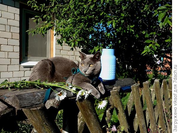 В Семидачье всем хорошо!