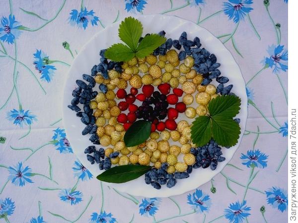 и хвастовство от бабушки унаследовала, хотя сама бабушка с 22-х летним стажем, здесь земляника в окружении жимолости