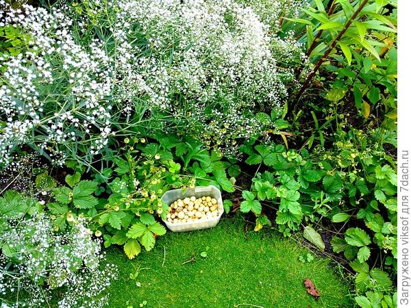 Вот она моя ароматная