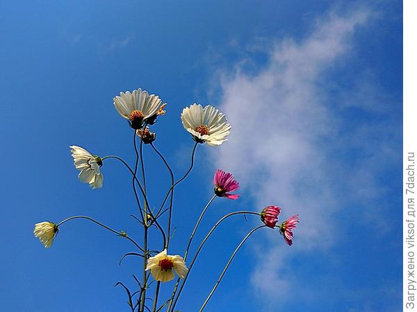 Сами сеятся, белые и сиреневатые
