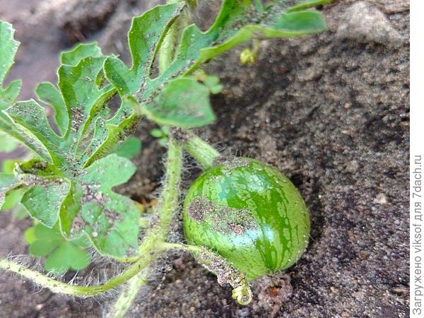 Мой-то тоже уже большой, чуть поменьше спичечного коробка, НО! какое наслаждение любоваться им...хи-хи!
