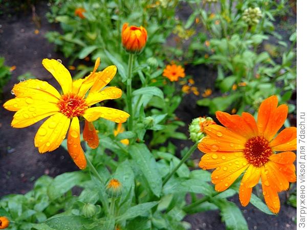 Привет всем от моих беспризорников, а тебе, Танечка, +++++++