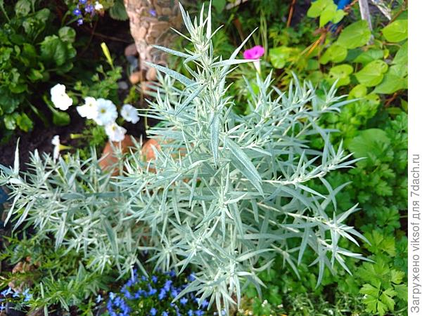 Людочка, а посмотри, пожалуйста, - это Божье дерево, мне одна женщина просто подарила впридачу маленький кустик