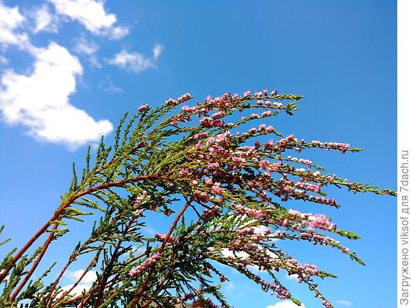 Если прижаться к земле, то можно сфотографировать мой любимый вереск на фоне прекрасного неба