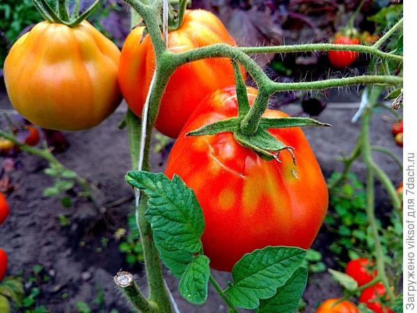 но вкусные и сладкие