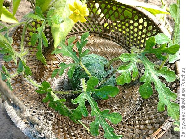 А теперь в люльке - уже больше теннисного мячика, в теплице может к Новому году и созреет...