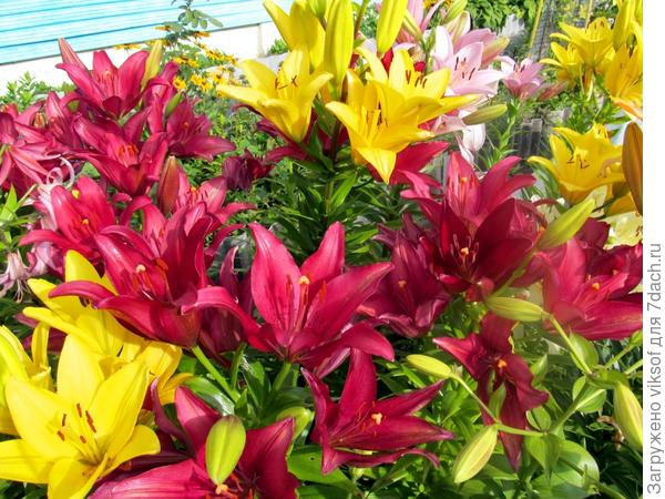 Их у неё очень много