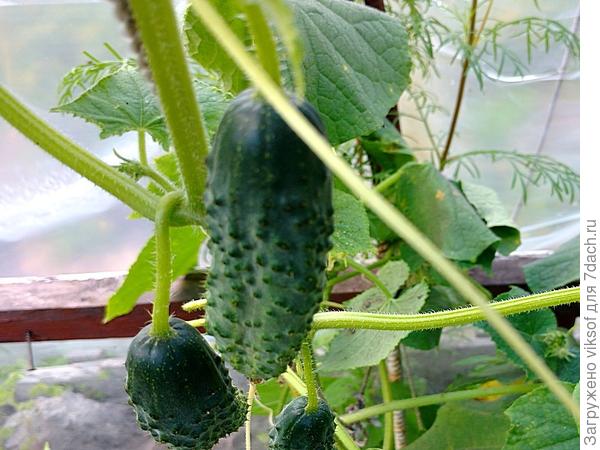 И сейчас ещё растут, потому что посадила в июле, в теплице, вот!