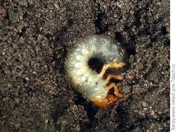 в земле ЭТО было активным