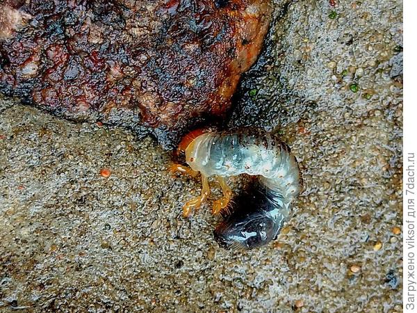 на камне...лежало кверху брюшком