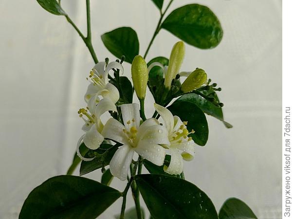 Это муррайя - удивительный цветок, заведите его к себе в друзья, а будет свободная минутка, почитайте  я не давно признавалась ему в соей любви https://7dach.ru/viksof/moya-udivitelnaya-murrayya-144020.html