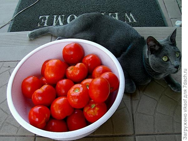 - и почему двуногие не разрешают поиграть в эти мячики?