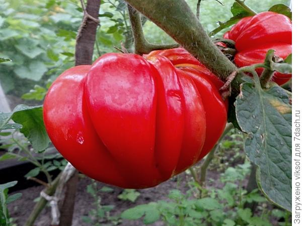 Чья-то шапка