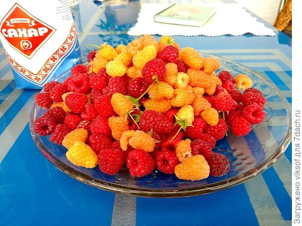 А это моя малина с моей дачи