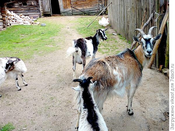 Ну, разве она (Машка) не красавица?