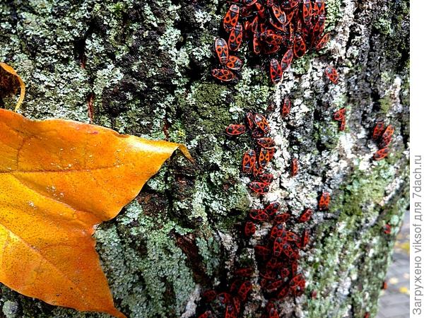 Поиск зимних квартир