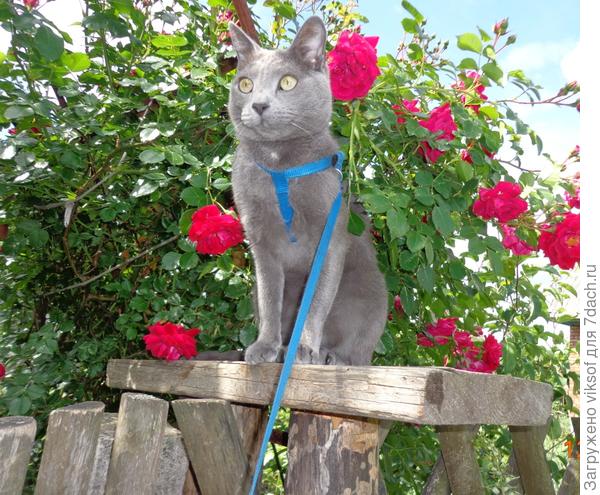 Я - говорящий кот Витас - Добро пожаловать!, а кошечка у тебя есть? Бери с собою! Здесь нас любят!"