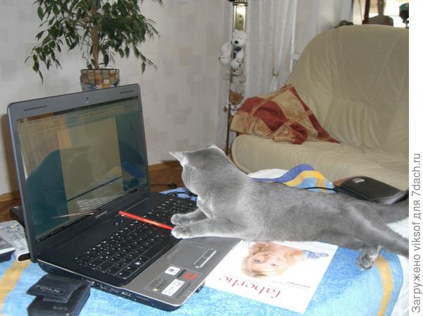 У нас даже коты на сайте залёживаются!