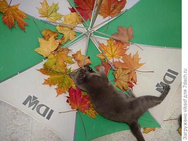 Поваляюсь, пока нет дождя!