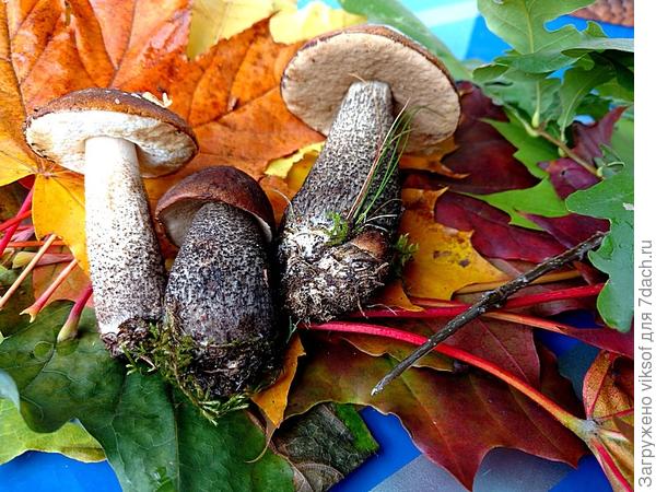 Осенняя радость