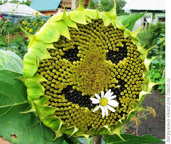 Я, когда увидела его впервые - прибалдела и каждое лето с пинцетом в руках не только свои подсолнухи, но и соседские выщипываю