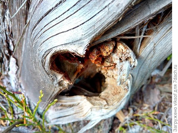 А я прогуливаясь в нашем лесу, увидела вот такое умытое дождями, обогретое солнцем и обветренное ветром - чудо,  хотя это просто старый пень...