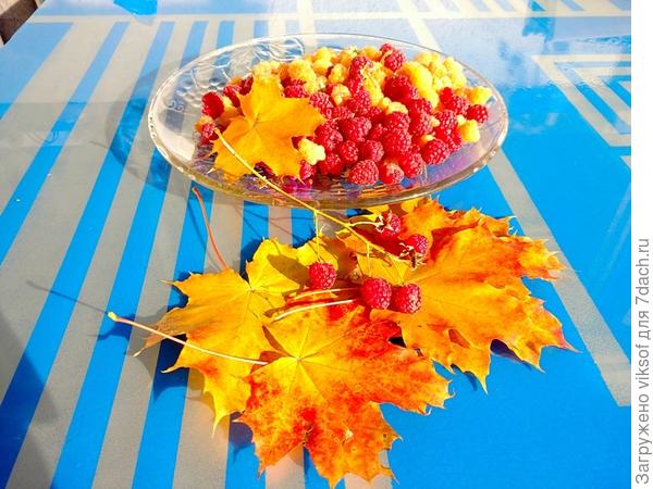 Вчера собирала - для тебя!