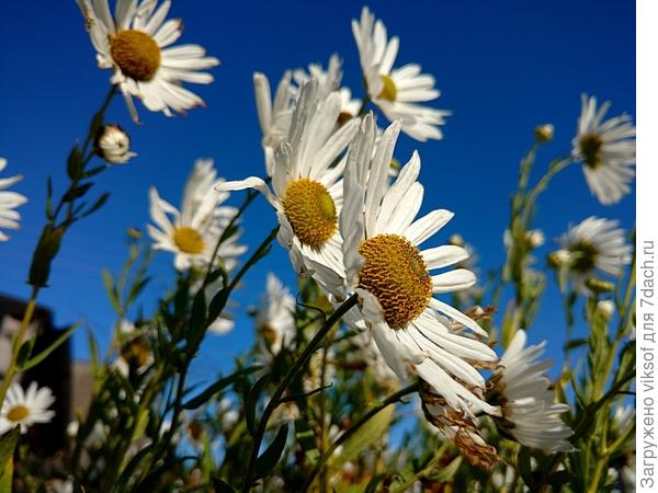 Канадская ромашка