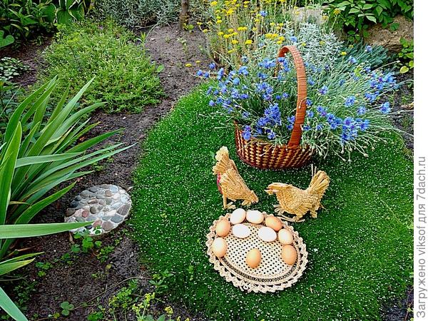 а это 2-ой , летом мшанка зацветает мелкими белыми цветочками