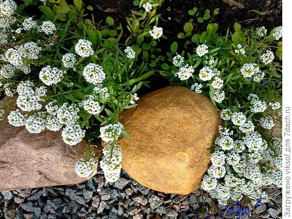 А цветы продолжают нас радовать