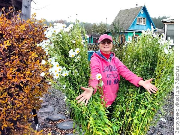 моя ещё цветёт, а в четверг уже мокрый снег