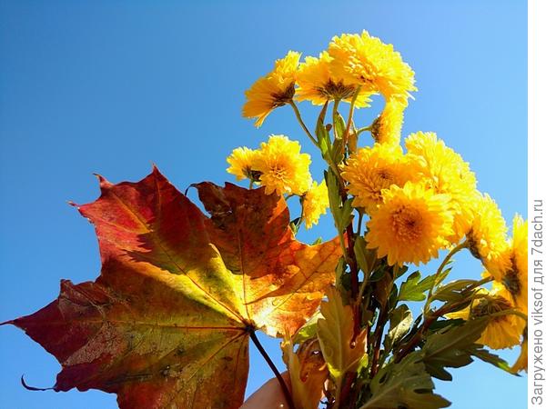 У меня и жёлтые хризантемы, но "дело" было в октябре