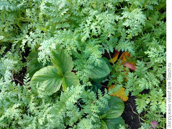 Фацелия прикрывает клубнику от морозов, но их пока нет