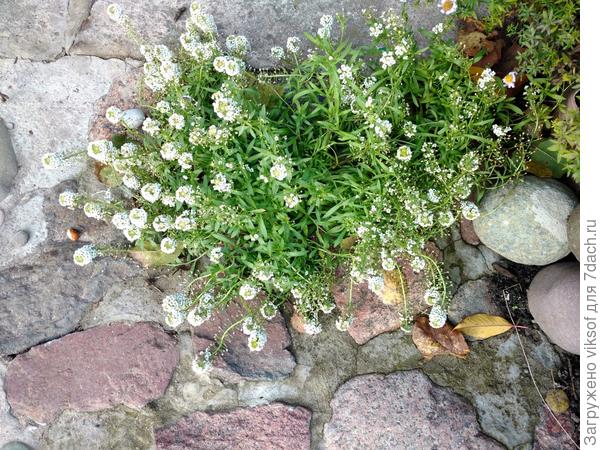Среди камней и до сих пор цветёт