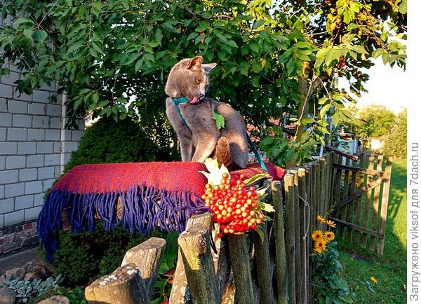 и Вам привет от Витаса