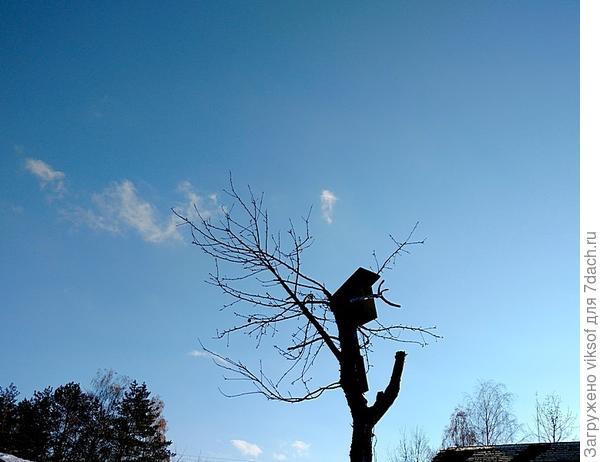 и птицы снова прилетят...