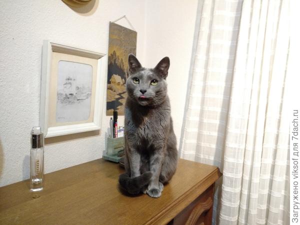 В ожидании гостей... язык показывал тем, кто пришёл без подарка