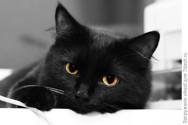 Ёша уже готовится