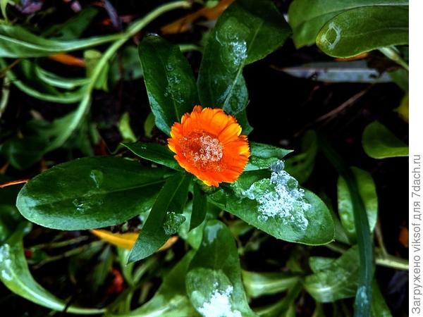 А цветку совсем не холодно, потому что он радует нас