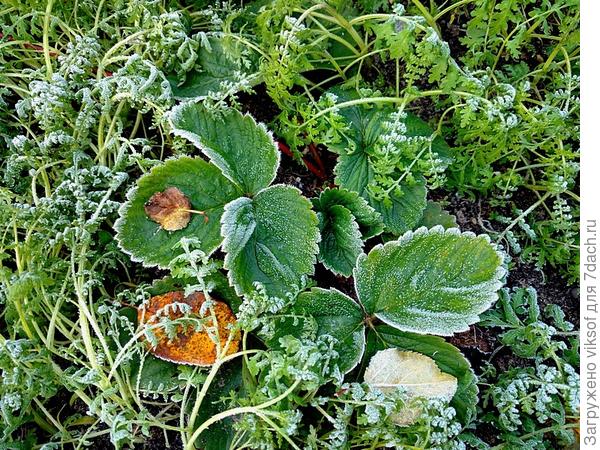 клубника и в зиму ушла в шубке фацелии, а весной посею её под яблонями